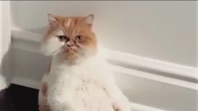 thumbnail - S2:E8 The Karate Kitten