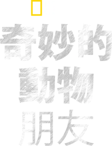 奇妙的動物朋友