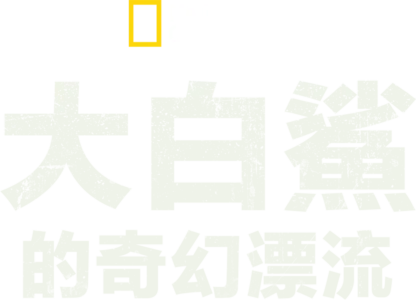大白鯊的奇幻漂流