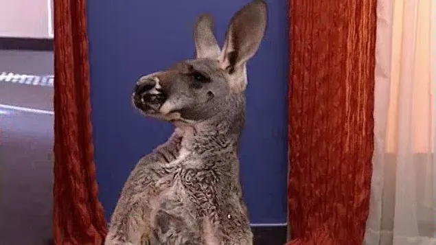 thumbnail - S8:E8 The Girls Who Go Down Under