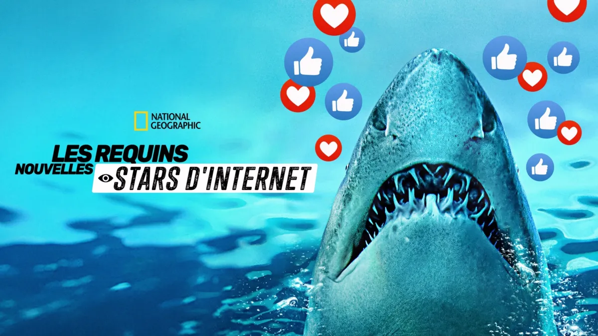 Regarder Les requins : nouvelles stars d'Internet | Disney+