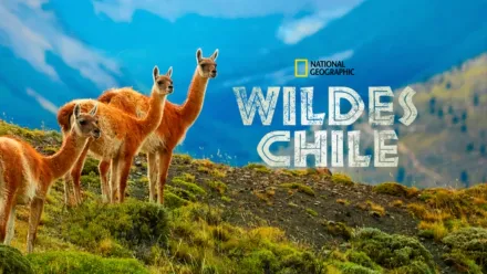 thumbnail - Wildes Chile