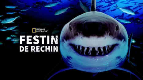 thumbnail - Festin de rechin