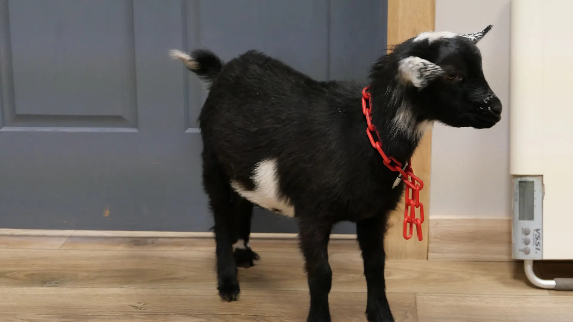 thumbnail - S5:E5 Let Me Clear My Goat