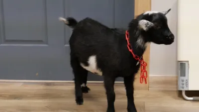 thumbnail - S5:E5 Let Me Clear My Goat