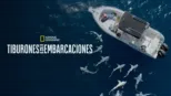 thumbnail - Tiburones vs. embarcaciones