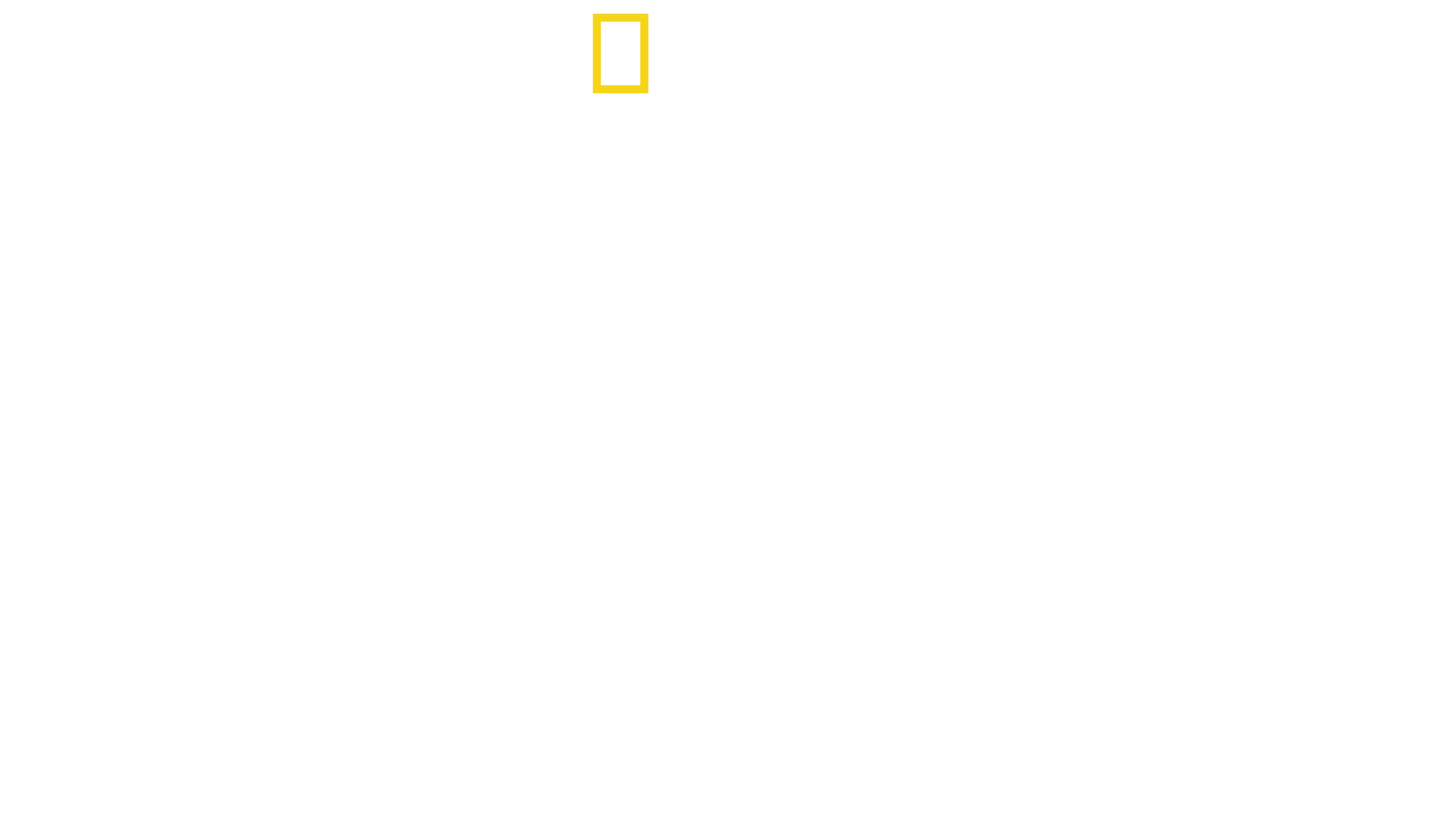 Bull Shark vs. Hammerhead