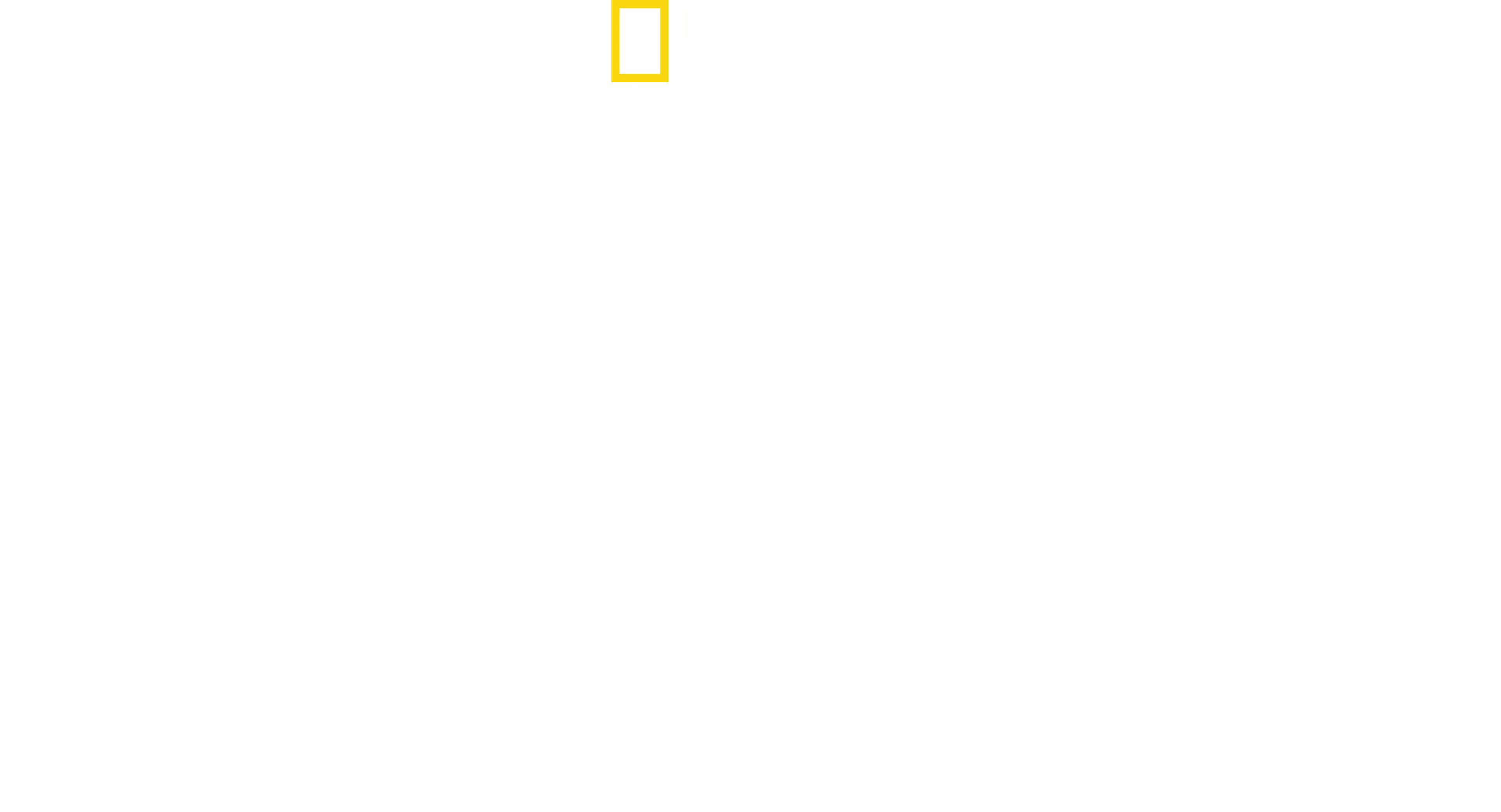 Bull Shark vs. Hammerhead