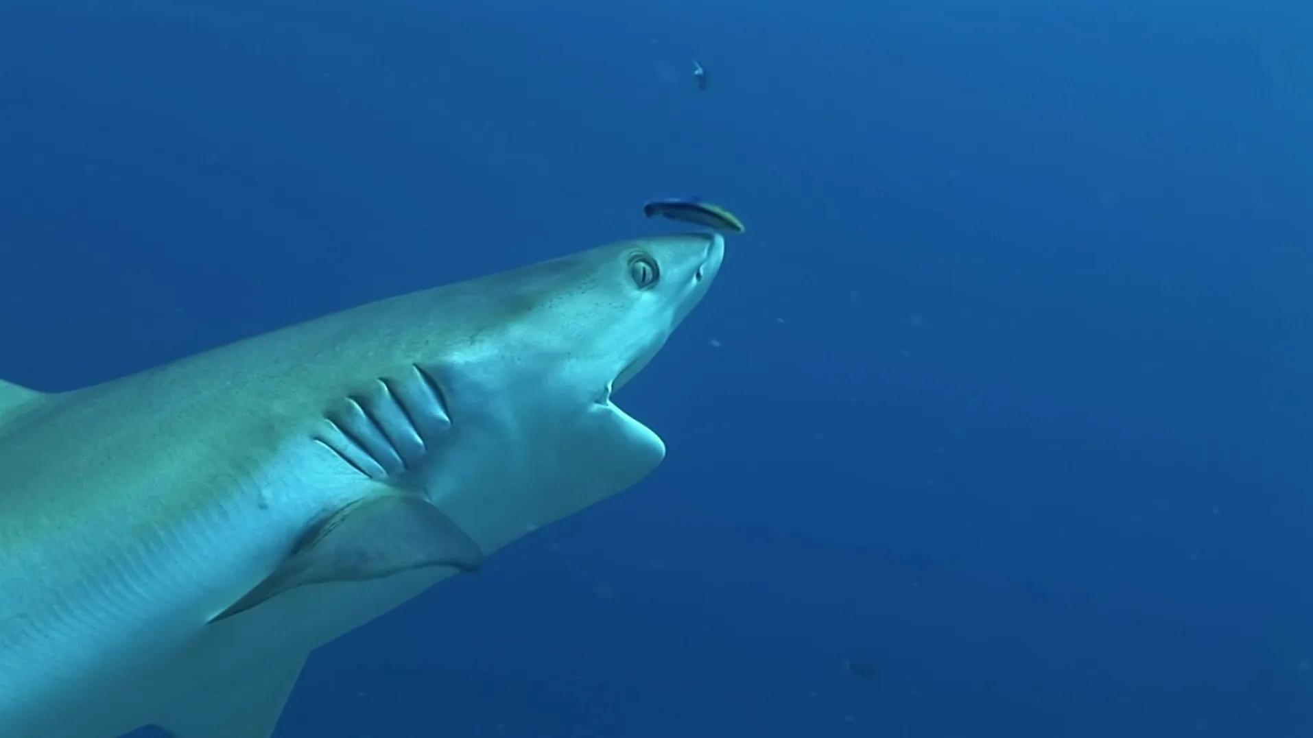 thumbnail - S1:E6 Shark Dentist