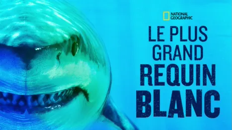 thumbnail - World's Biggest Great White?