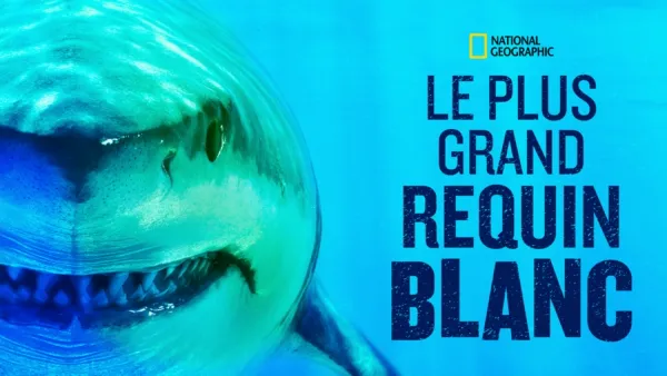 thumbnail - World's Biggest Great White?