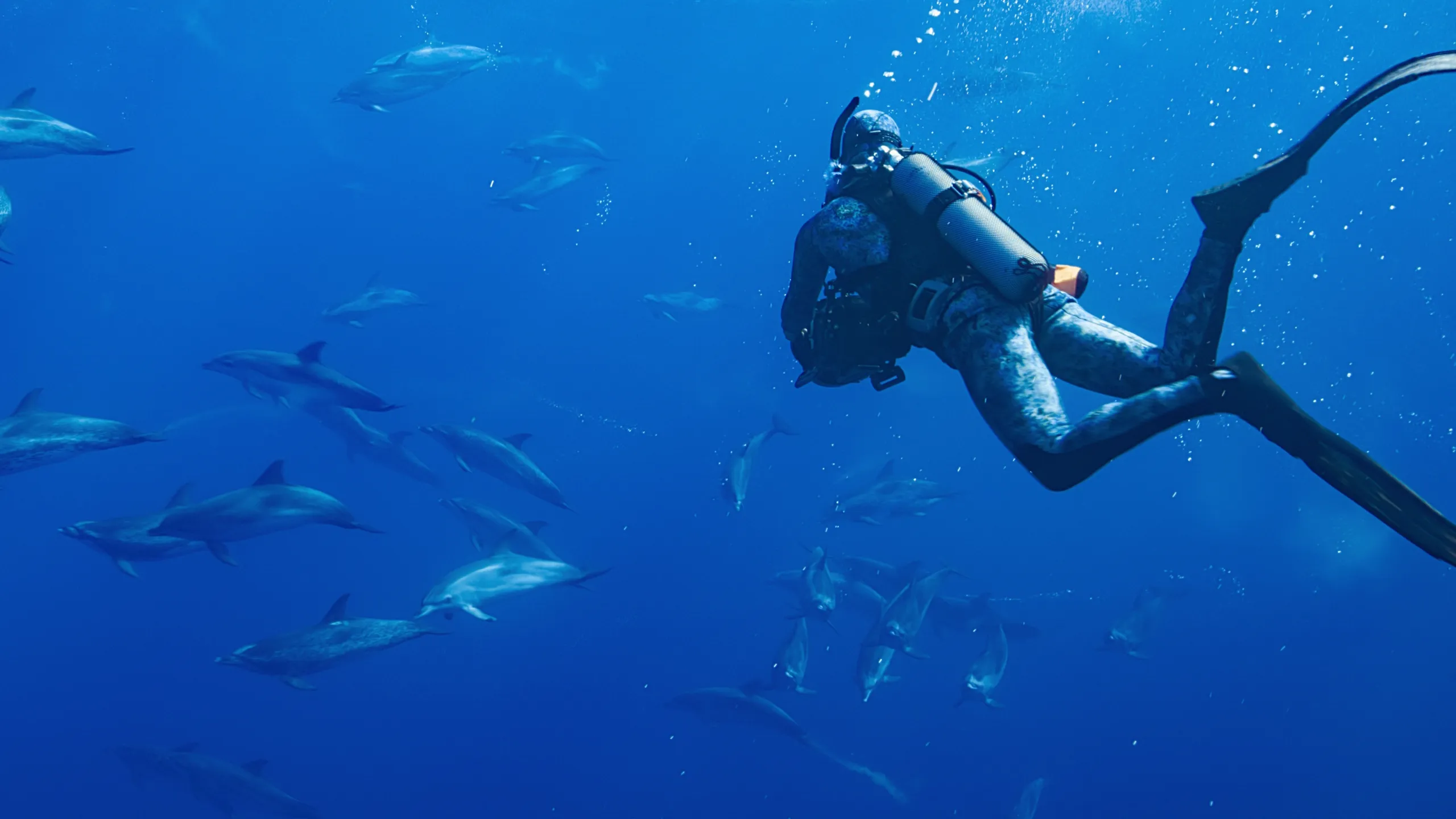 Dolphins Up Close with Bertie Gregory