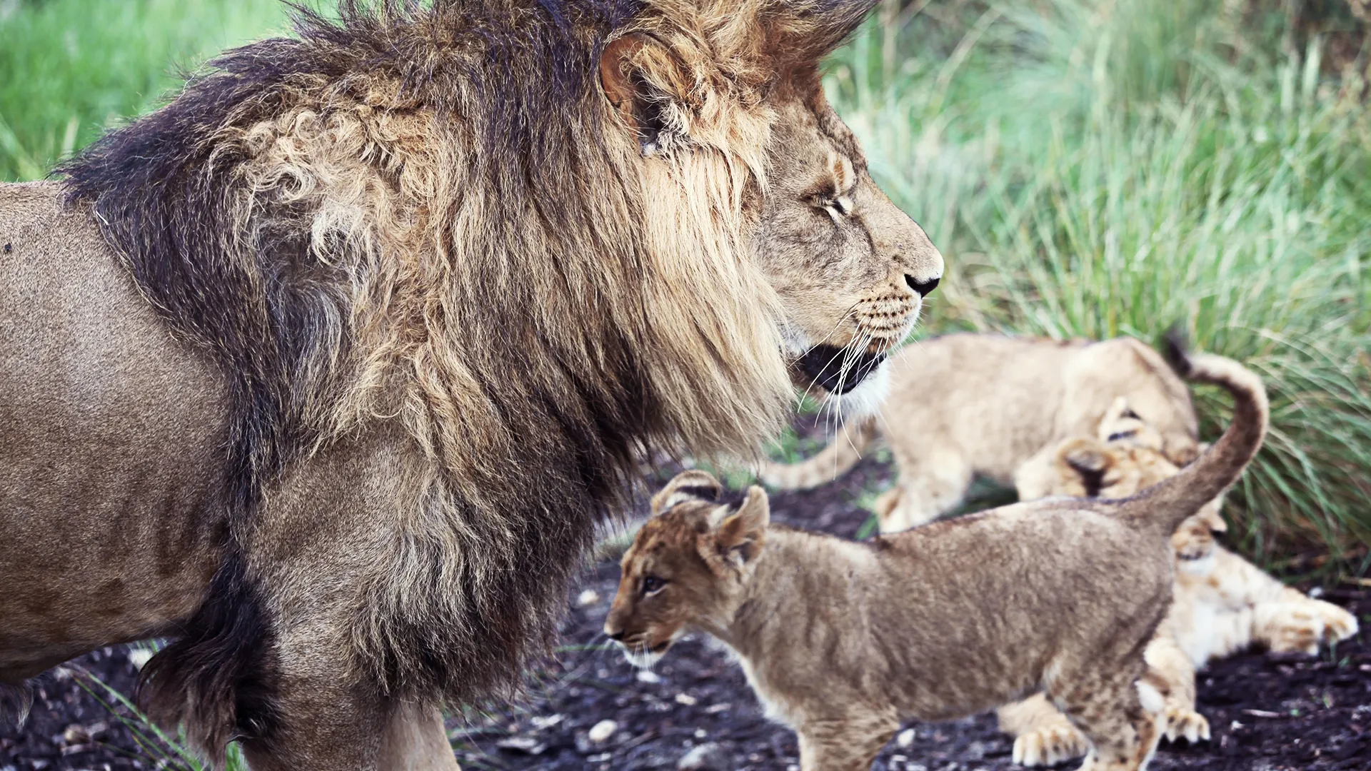 thumbnail - S3:E8 Lion Cub Life