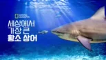 thumbnail - 세상에서 가장 큰 황소 상어