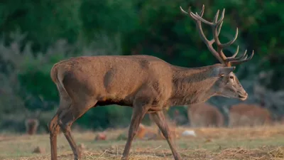 thumbnail - S1:E2 Rivalry Time