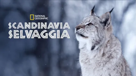 thumbnail - Scandinavia Selvaggia
