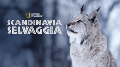thumbnail - Scandinavia Selvaggia