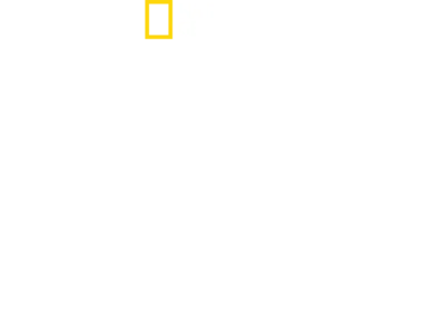 Köpekbalığı Balinaya Karşı