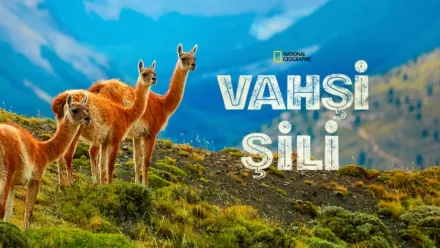 thumbnail - Vahşi Şili