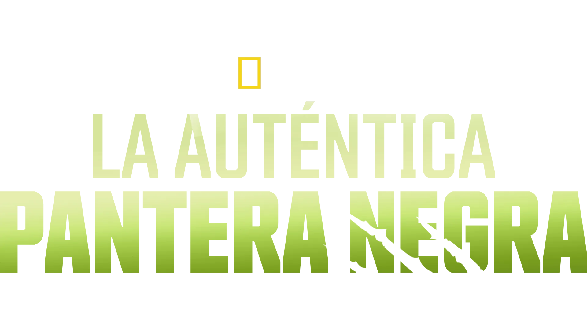 La auténtica pantera negra
