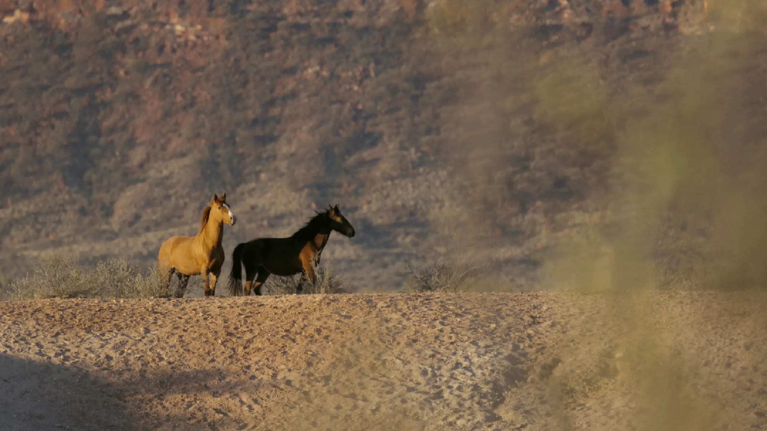 thumbnail - S1:E6 Rescuing Wild Australian Horses
