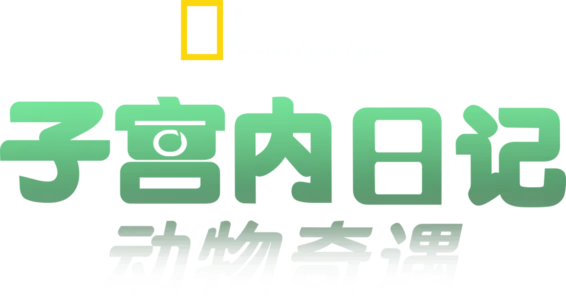 子宫内日记：动物奇遇
