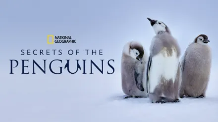 thumbnail - Secrets of the Penguins