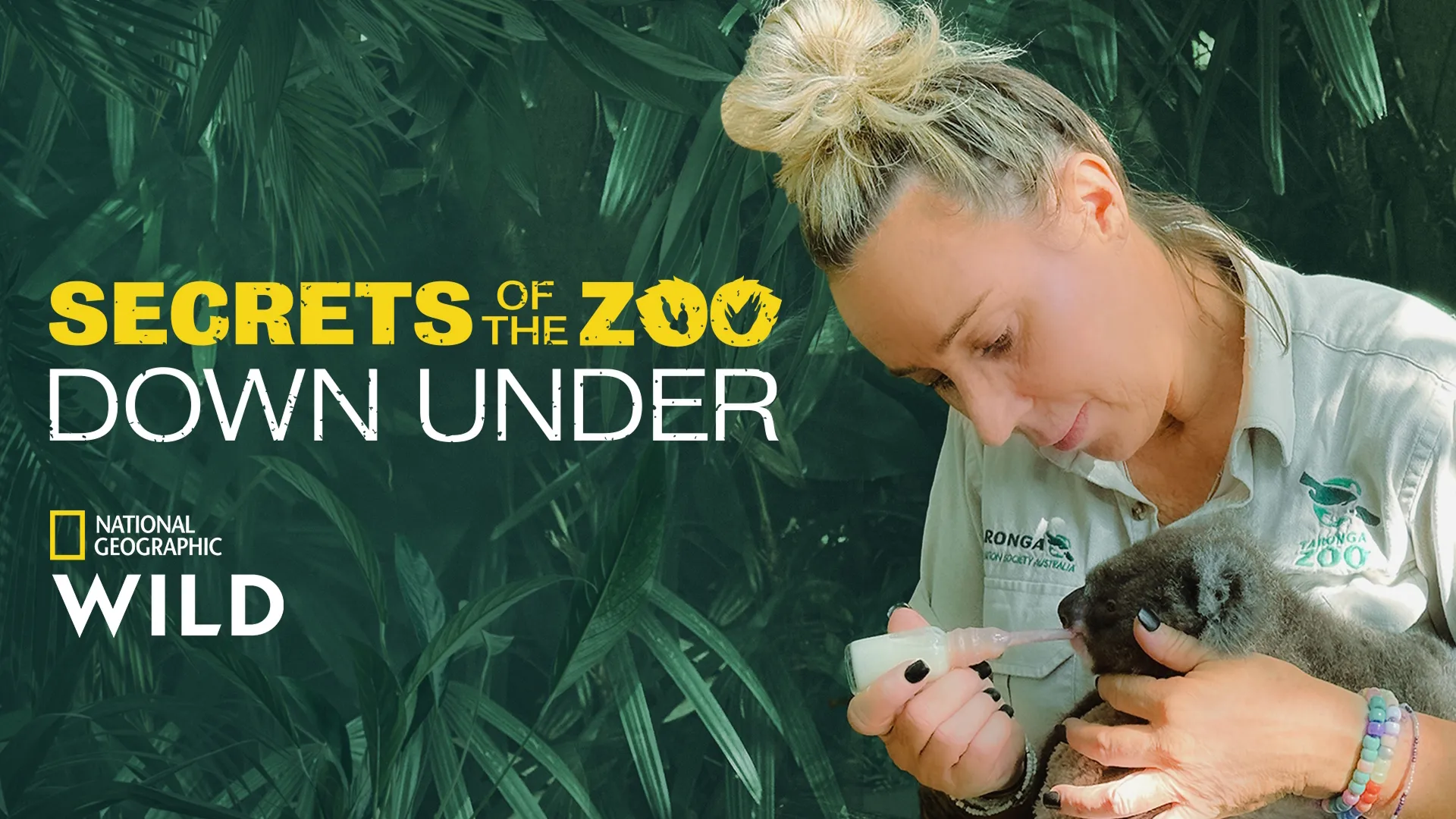 Promotional hero image for the National Geographic documentary, Secrets of the Zoo: Down Under