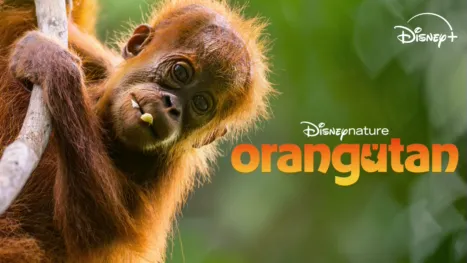 Orangutan