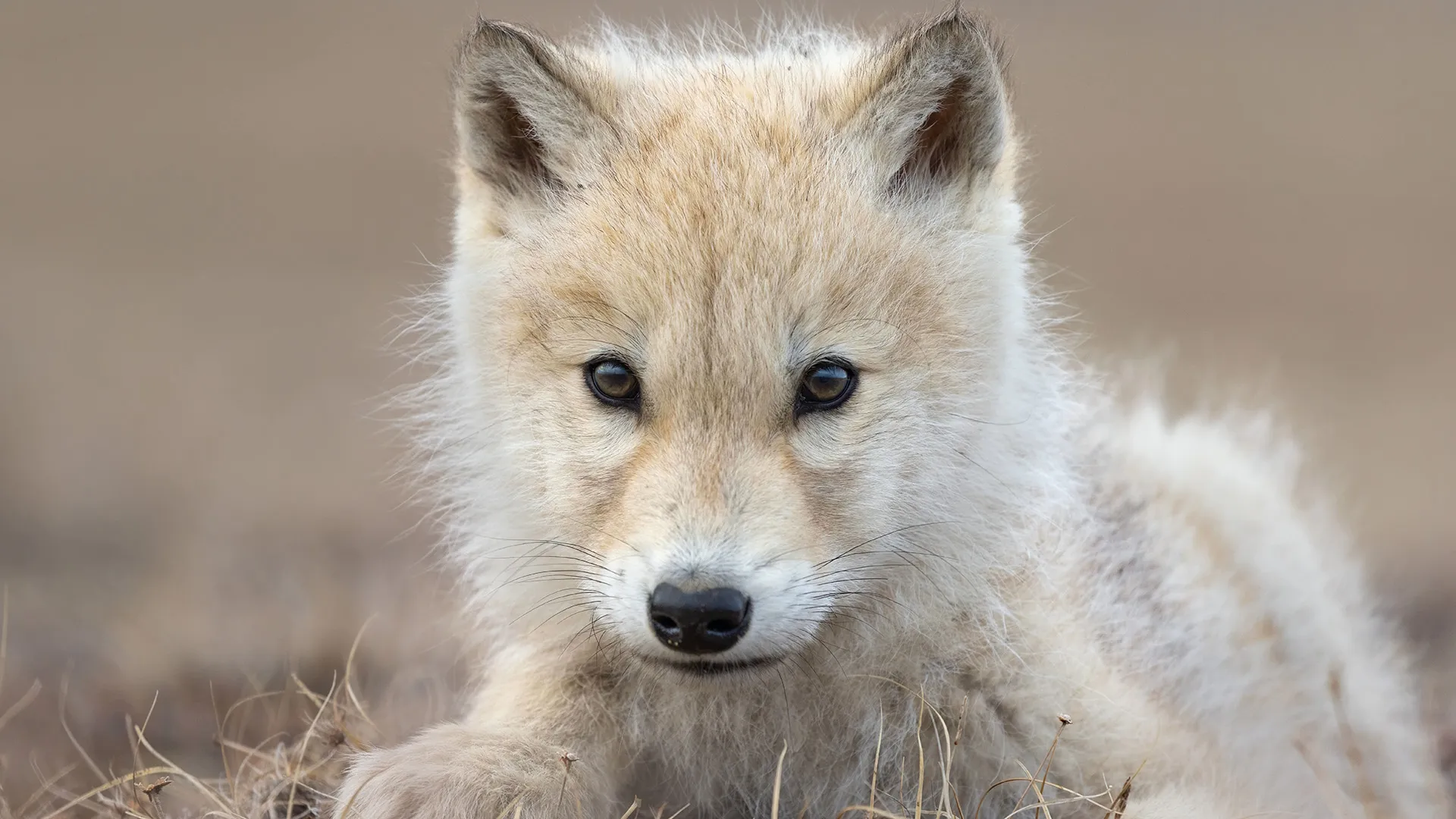 Close-up of an arctic wolf pup from Disneynature's Wolf.