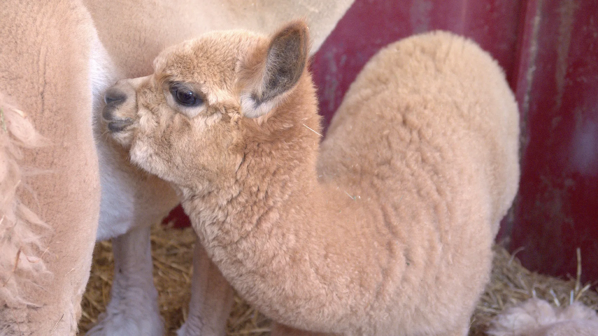 thumbnail - S22:E10 Dr. Pol Goes to Washington