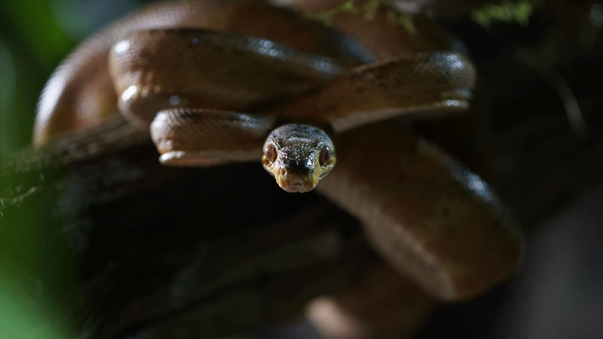 thumbnail - S1:E4 Genesis