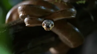 thumbnail - S1:E4 Genesis