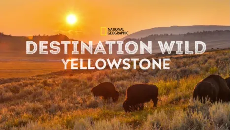 thumbnail - Destination Wild: Yellowstone
