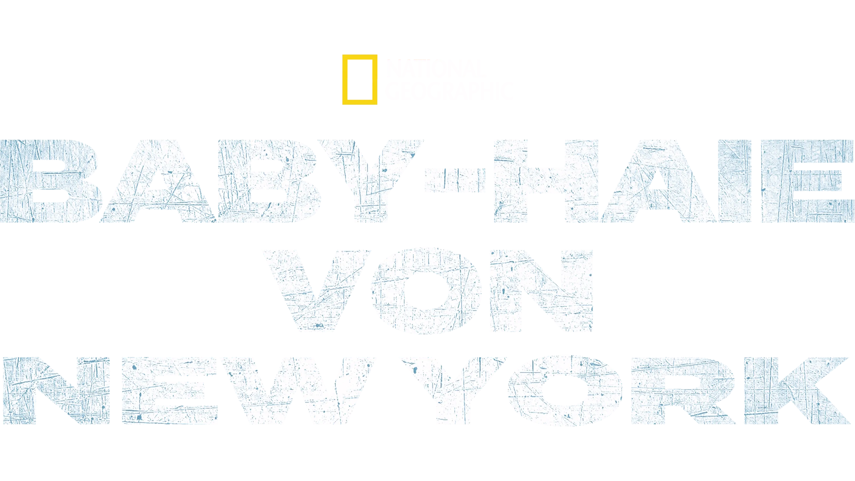 Baby-Haie vor New York