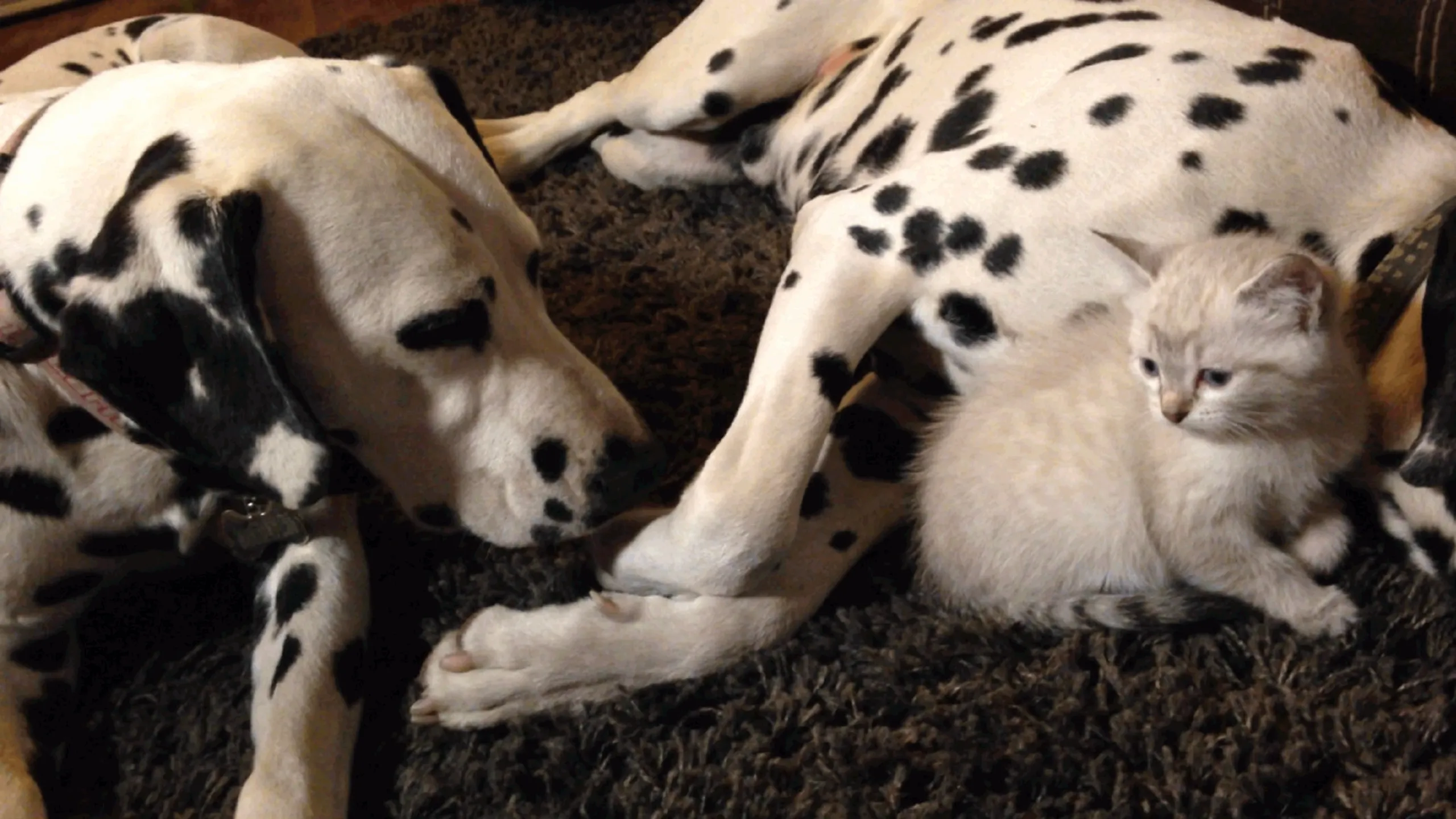 thumbnail - S2:E6 Cheetah Cub, Puppy Love