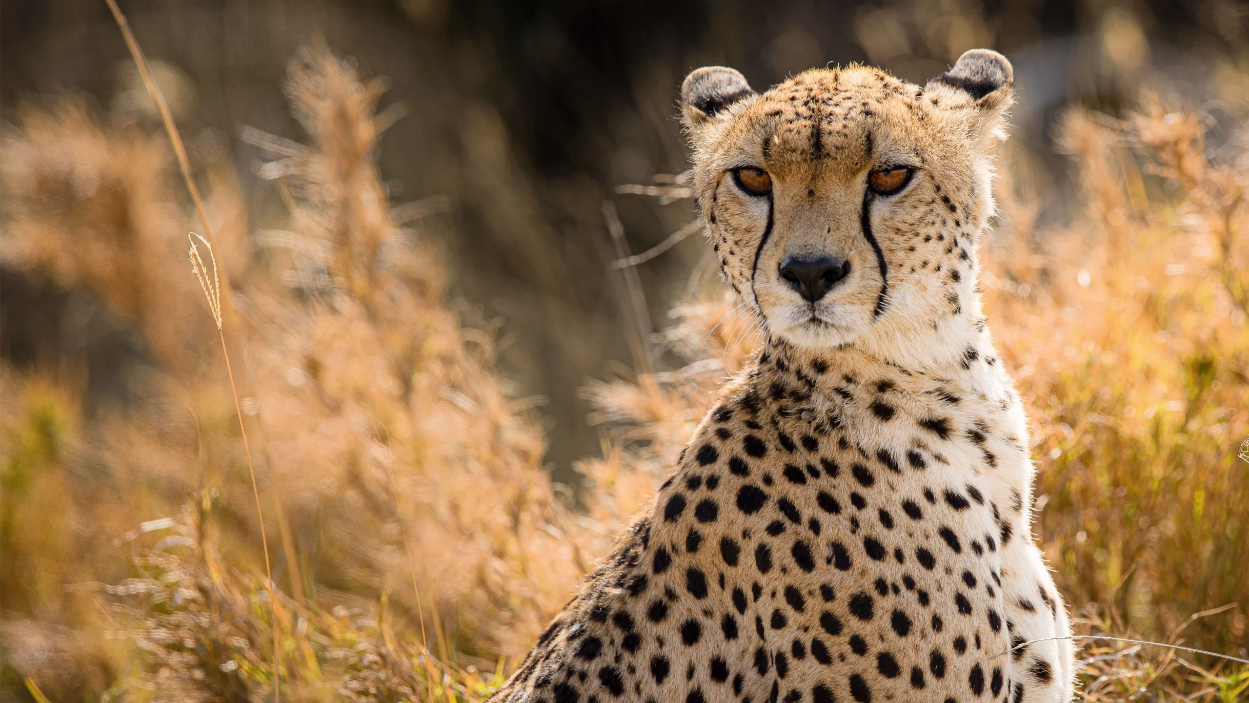 Cat Wars: Lion Vs. Cheetah