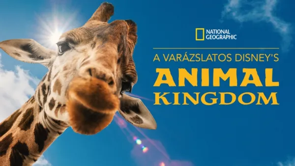 thumbnail - A varázslatos Disney's Animal Kingdom