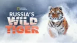 thumbnail - Russia's Wild Tiger
