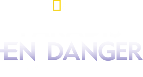 Paradis en danger : L’île de Niue