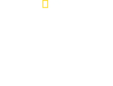 Când rechinii atacă