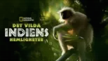 thumbnail - Det vilda Indiens hemligheter