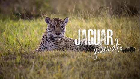 thumbnail - Jaguar Journals