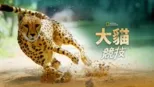 thumbnail - 大貓競技
