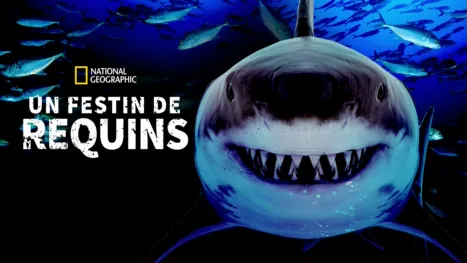 thumbnail - Un festin de requins