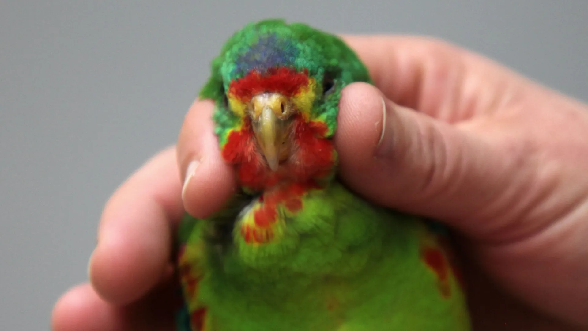thumbnail - S2:E14 Hide And Beak