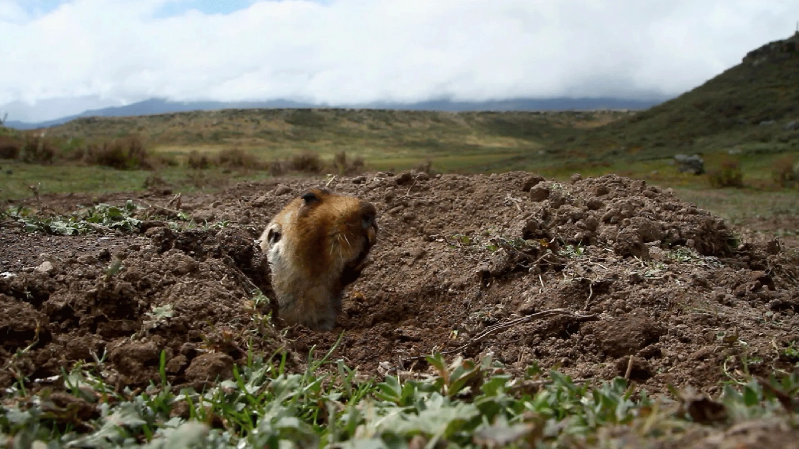 thumbnail - S1:E7 Watch Out, Mole Rat!