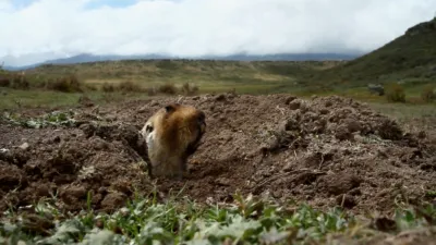 thumbnail - S1:E7 Watch Out, Mole Rat!