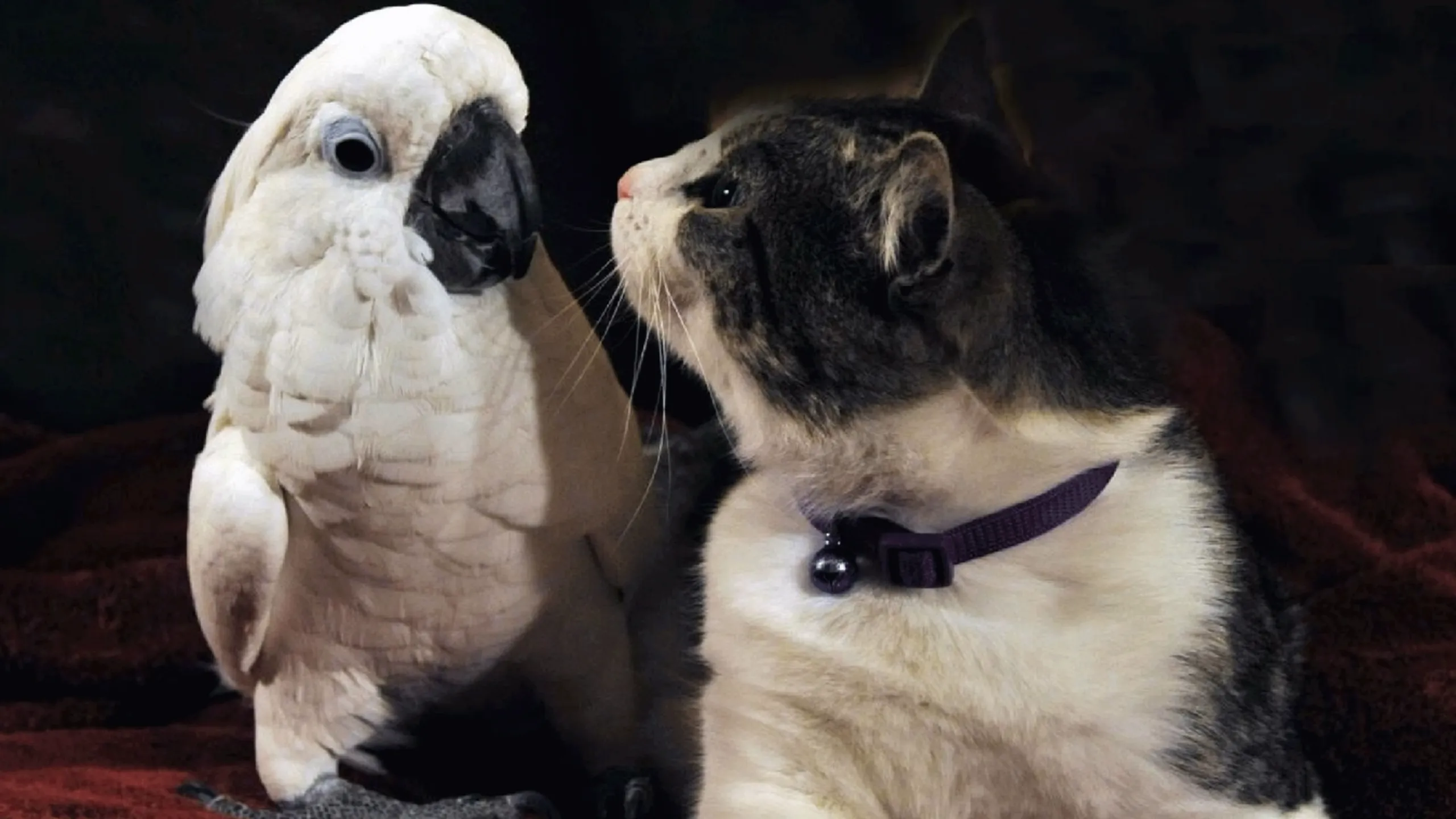 thumbnail - S2:E3 The Tale of the Cockatoo and the Kitty Cat