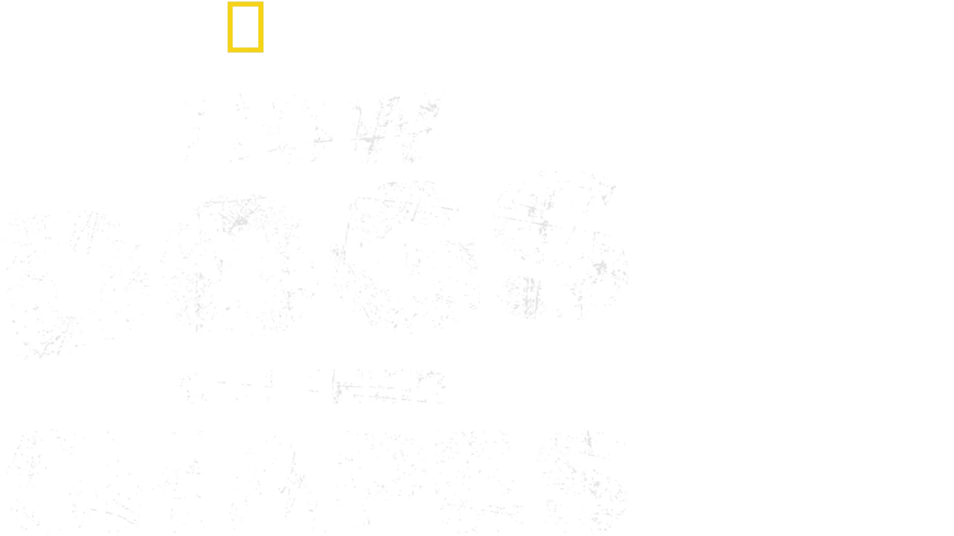 How Dogs Got Their Shapes